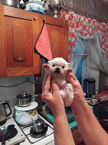 Щенок мелкой декоративной породы, кремово-белый окрас. Компактный