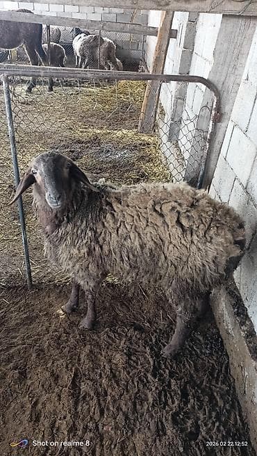 Продаю | Баран (самец) | Эдильбаевская | На забой | Осеменитель