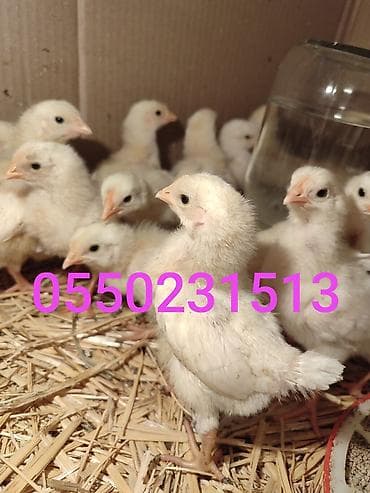 цыплята несушек: Продаю | Цыплята | Леггорн | Несушки — 1