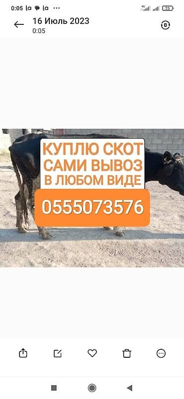 Колбаса цехи : Уйлар, букалар, Жылкылар, аттар, | Күнү-түнү, Бардык шартта, Союлган