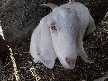 коровы голштин: Продаю | Козлёнок | Нубийская | Для разведения | Котные — 5