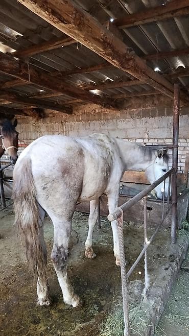 продаю мёд: Продаю | Кобыла (самка) | На забой — 2