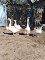 домашние птицы: Продаём гусей 8 штук.За всех 10.000 т.сом т село Алексеевка — 1