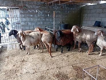 барана стрижка: Продаю | Овца (самка) | Полукровка | Для разведения | Матка — 7