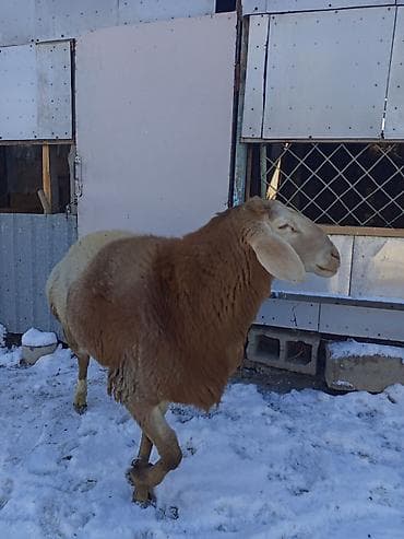 породы кур: Продаю | Баран (самец) | Для разведения | Осеменитель — 1