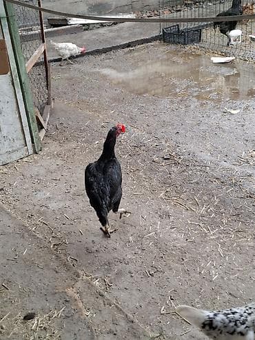 белый петух: Продаю | Петух | Бойцовая | Для разведения — 2