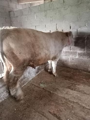 цена бычка: Продаю | Бык (самец) | Шароле | На откорм | Привязанные — 3