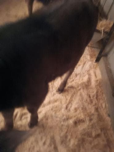 корова ала тоо: Продаю | Музоо, торпок — 4