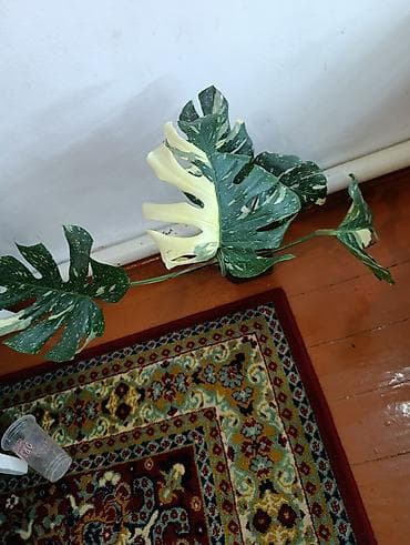 монстера цветы: Продаю цветы, все цены разные, Кара-Балта продаю сингониумов и — 9