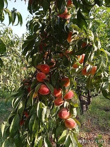 земельный риэлтор: 110 соток, Для бизнеса, Договор купли-продажи — 3