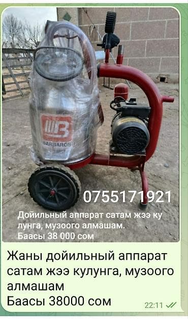 битал теке: Продаю | Тёлка, Музоо, торпок | Симментальская | Для молока | Племенные — 1