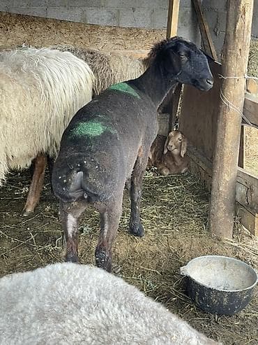 коша: Продаю | Овца (самка) | На забой — 6