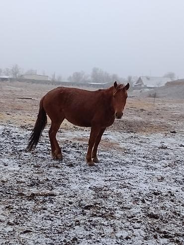 мейн кун кошки: Продаю | Кобыла (самка) | Рабочий | Мерин — 4