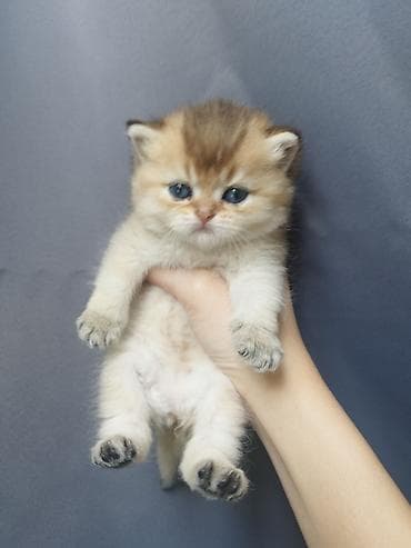 кошка скотиш: Открыли бронь на наших шотландских котят 🐾 Малышам уже 1 месяц, растут — 5