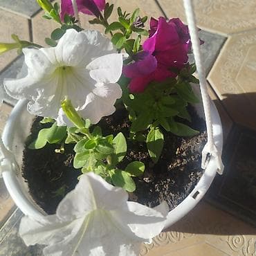 фильтры для аквариума: 🌿 Үйүңүзгө жандуулук кошуңуз! Болмо гүлдөр сатылат 🌸 ✨ Таза аба ✨ Кооз — 6