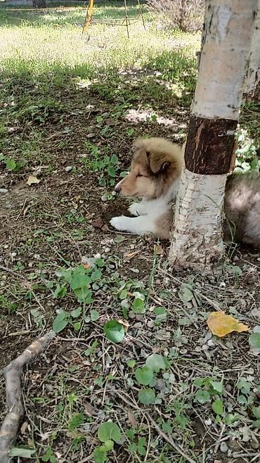 мышык бекер: Колли, 2 айлык, Эркек, Эмделген — 4
