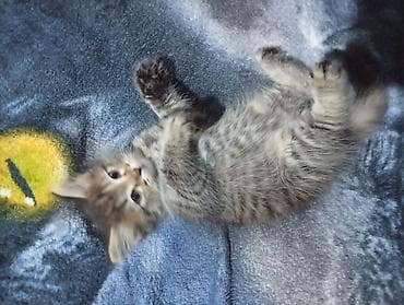 котята простые: Кошка даром: Беспородная, 2 месяца, Девочка — 2