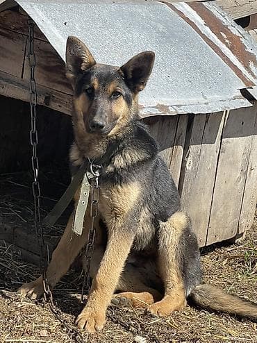 купить собаку кане корсо: Бельгийская овчарка, 4 месяца, Самец, С прививкой — 2