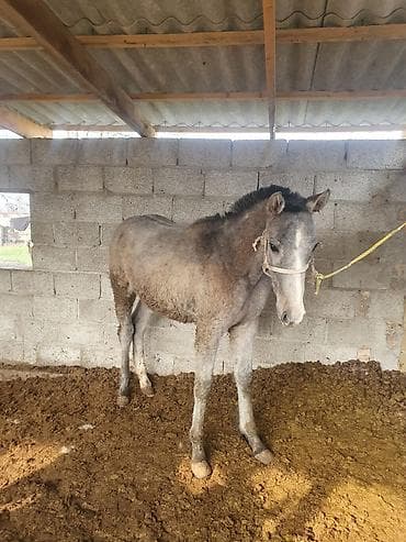 Лошади, кони: Продаю | Жеребец — 2