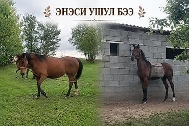 жер уй бишкек сатылат: Сатам | Бээ (ургаачы) | Англиялык | Ат спорту | Асыл тукумдуу — 1