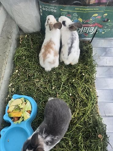 летучая мышь: Волнистые попугаи и декоративные кролики - Волнистые попугаи в — 7