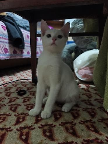 d cat: КОТЁНОК БЕЛЕНЬКИЙ ДЕВОЧКА 2,5 МЕСЯЦА. Котята домашние — 1