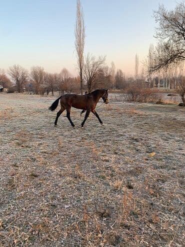 купить собаку для охоты: Продаю | Жеребец | Полукровка | Конный спорт — 2