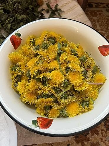 Свежие цветы одуванчика — очищенные лепестки для домашней кухни и