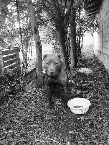 овчарка немец: Собака среднего размера, короткошёрстная, мускулистого телосложения — 2