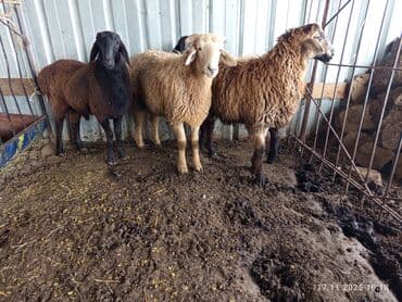Продаю | Баран (самец) | Полукровка | На забой