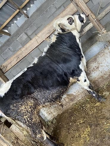 Услуги ветеринара: Продаю | Бык (самец) — 2