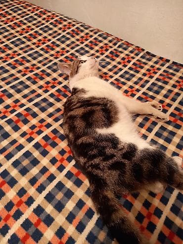 куда отдать кошку бишкек: Кошка даром: Беспородная, 1 год, Мальчик, Приучена к лотку, Проглистована — 7