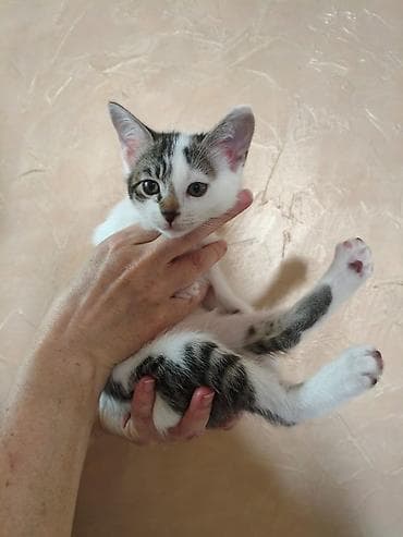 отдам голубей: 2 месяца, Девочка, Приучена к лотку — 1