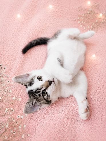 отдам котят: 2 месяца, Девочка, Приучена к лотку — 2