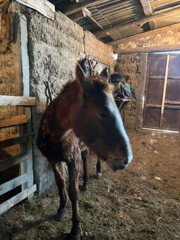 Продаю | Жеребенок | Для разведения | Племенные