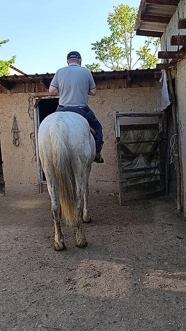 обмен лошат: Продаю | Жеребец | Для разведения — 6