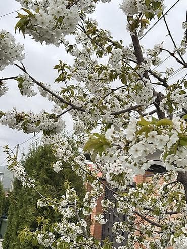 83 соток, Для строительства, Договор купли-продажи, Красная книга, Тех паспорт