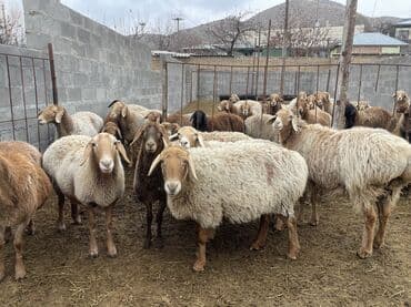 продаю кролов: Продаю | Овца (самка) | Арашан | Для разведения | Матка — 8