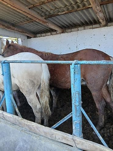 жеребая: Продаю | Жеребец | На забой — 2