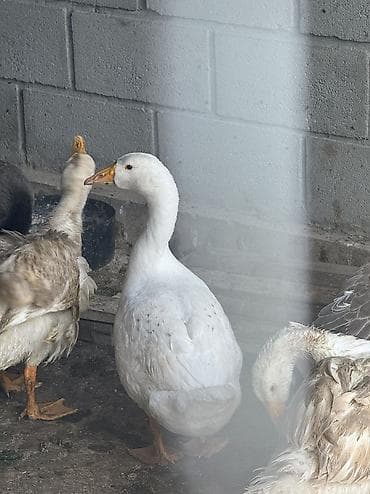 сова живая: Продаются домашние гуси и индюки 🦃🪿 Продаются здоровые домашние гуси — 8