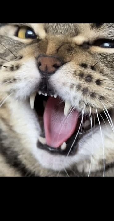 Ветеринар кызматы: Здравствуйте. Отдам даром кошку возраст 5 месяцев. Чистая без блох и — 1