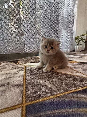 аары ящик: Шотландские короткошерстные котята (возможна вислоухость у части — 2