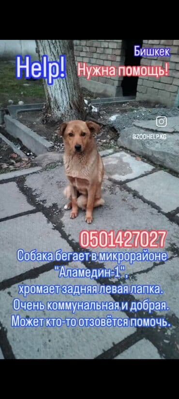 даром собаки: 🆘🆘🆘🆘🆘срочно нужен любящий хозяин, животных хотят усыпить, за — 2