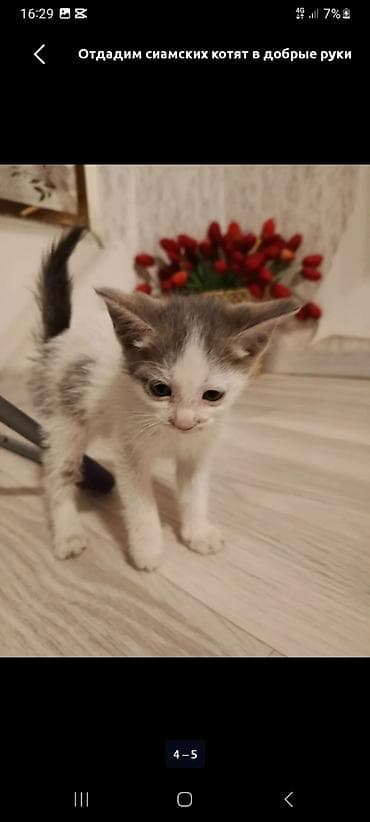 котята сиамские купить: Мальчик, Приучена к лотку — 3