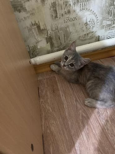 я ищу кошку: Кошка даром: Беспородная, 3 месяца, Девочка, Приучена к лотку — 2