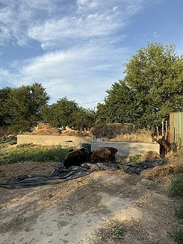 дача надежда: 16 соток, Для строительства, Договор купли-продажи — 4