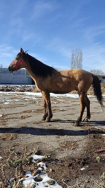 белый конь: Продаю | Конь (самец) | Конный спорт — 1