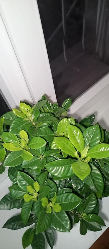 камелия в горшке: Гардения жасминовидная (Gardenia jasminoides) в горшке. - Компактный — 3