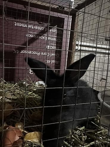 тропические декоративные растения: Пуховые декоративные кролики, окрас — чёрный/темно‑серый. - — 3