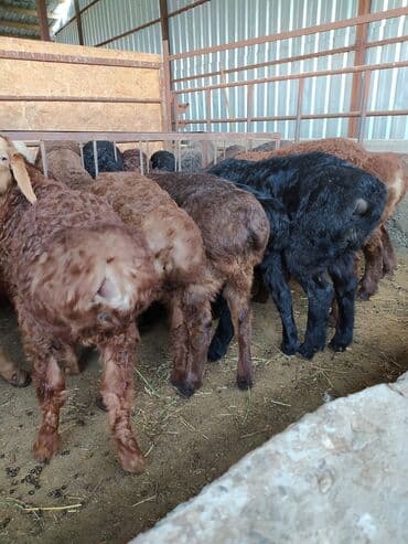 кой кыркыч: Продаю породитстых ягнять с линием от 3 мес и выше очень мощные — 3